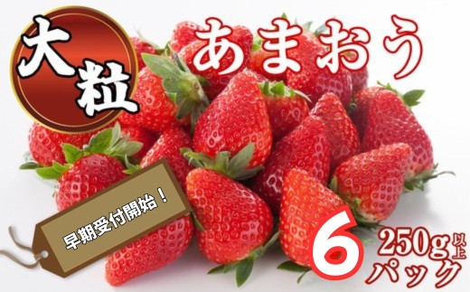 【2027年 令和9年3月～4月先行予約】 大粒 福岡県産 あまおう 250g 以上 × 6パック ブランド いちご ~ あまおういちご 福岡県産あまおう あまおうギフト あまおう贈答用 あまおうお取り寄せ S10501703
