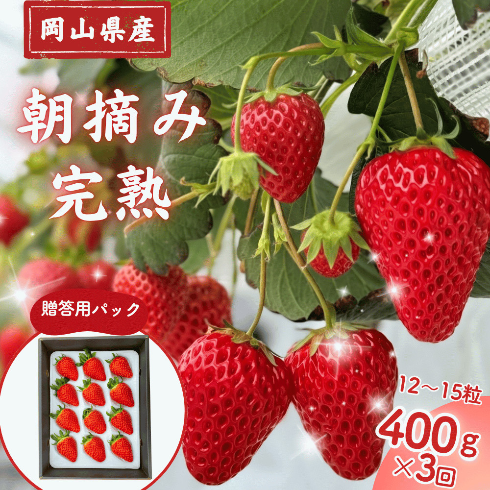【３回定期便・２０２７年1月発送】完熟・朝摘みいちご 贈答用 400g｜糖度12度以上・専用個包装 M-FI-B08A 【3回定期便】贈答用400g/寄附金額31,000円
