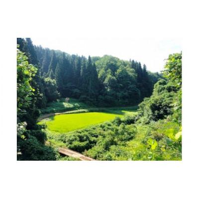 ふるさと納税 見附市 山の仙人の贈り物 栃窪町のくろもじ茶(5包入り×5袋) |  | 03