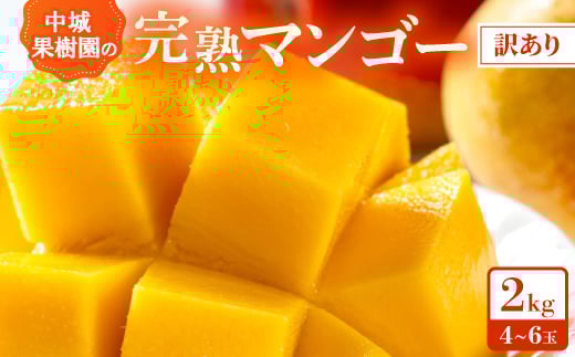 ＜2026年7月から順次発送・白箱＞中城果樹園の完熟アップルマンゴー 訳あり2.0kg(4～6玉)【1673145】