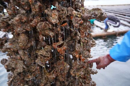 呉市養殖かき事業者支援寄附金　ku000-003-5-r