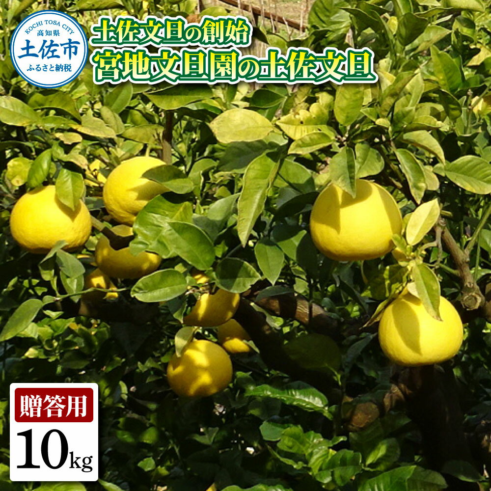【ふるさと納税】土佐文旦の創始 宮地文旦園の土佐文旦2L 約10キロ 20~22個入り 10kg ぶんたん ブンタン フルーツ 柑橘 みかん 果物 くだもの 柑橘類 デザート 国産 お取り寄せ 土佐市 高知県 土佐市 こうち 返礼品