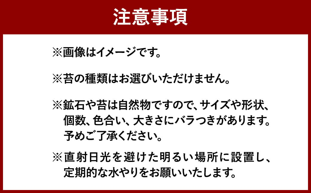 【手づくりキット】丸型グラス苔テラリウム【インテリア】