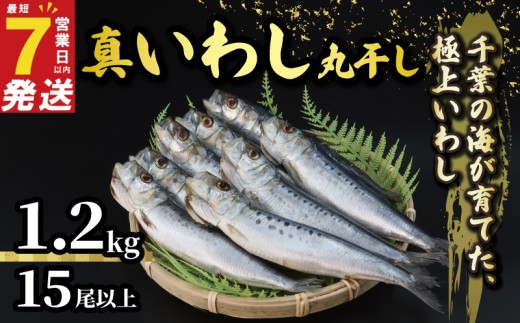 ＼最短7営業日以内発送／ いわし 丸干し 約 1.2kg 15尾以上 丸ごとイワシ 冷凍 国産 鰯 イワシ いわし 鰯 イワシ いわし 鰯 イワシ いわし 鰯 イワシ ご飯 酒 肴 海鮮 魚 おかず 焼魚 おつまみ 人気 千葉県産 冷凍食品 グルメ 贈答 ギフト 長期保存 小分け お取り寄せ 贈り物 お歳暮 送料無料 ふるさと納税 千葉県  旭市 有限会社井上商店 ius002