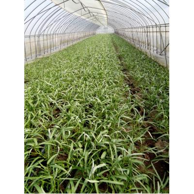 ふるさと納税 行方市 「あさがお菜(空芯菜)」100g×20袋 |  | 01