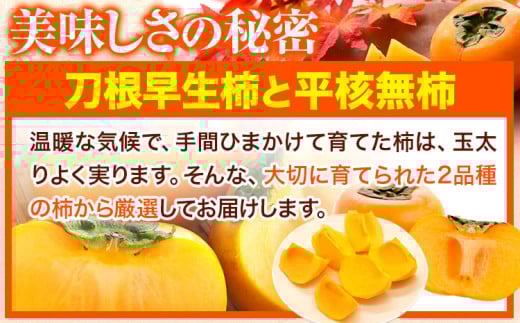 たねなし柿（刀根早生柿・平核無柿）約4kg《2025年9月中旬-11月上旬頃出荷(土日祝除く)》 和歌山県 岩出市 種なし柿 柿 果物 フルーツ 2L〜Mサイズ カキ 