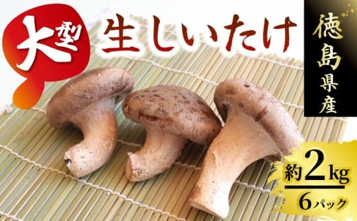 きのこ しいたけ 2kg 程度 6個 × 6パック 大型 超大型 キノコ 椎茸 ステーキ 生しいたけ 生 シイタケ 大ぶり だし ダシ 焼きしいたけ 肉詰め 鍋 味噌汁 スープ 野菜 新鮮 旬 食べ応え 厚い 肉厚 うまみ セット 菌床しいたけ 大西農園 徳島県 三好市