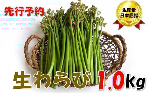 【先行予約・数量限定】採れたて山菜　生わらび　1kg×1束（R8.5月～）
