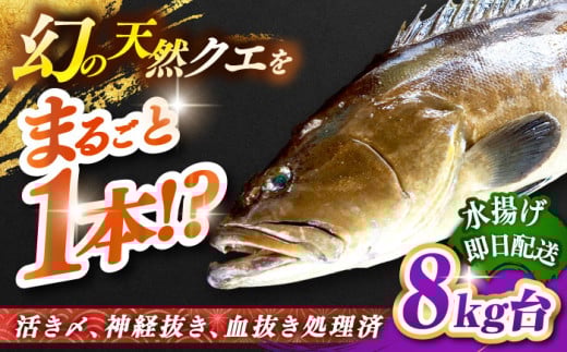 天然クエ（8キロ台・丸もの） 《壱岐市》【壱岐島　玄海屋】[JBS046] クエ 魚 刺身 しゃぶしゃぶ    58万 600000 600000円 60万円
