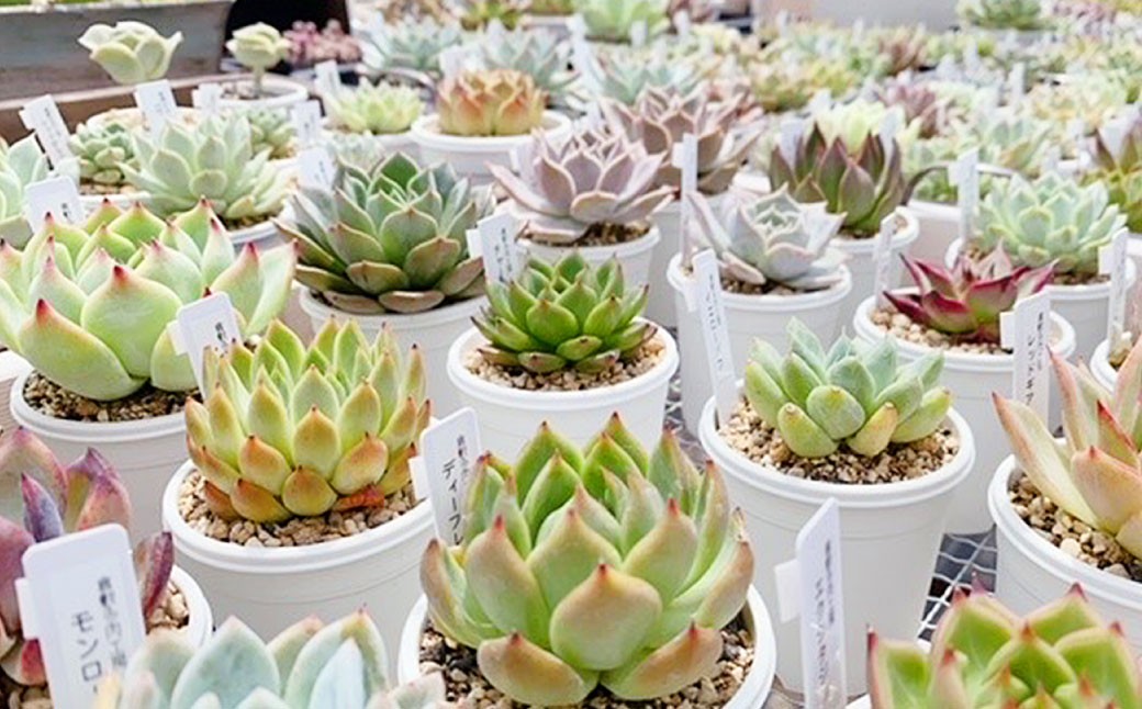 多肉植物の詰め合わせ 5～7株セット