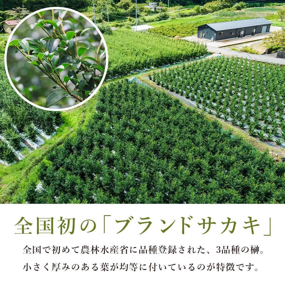国産 本榊 ２束（6～10本）ht-0001