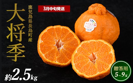 
                  長島町産 大将季（ハウス） 贈答用 (約2.5kg) 3月中旬発送 【長島柑橘直販合同会社】 kanchoku-1659
                