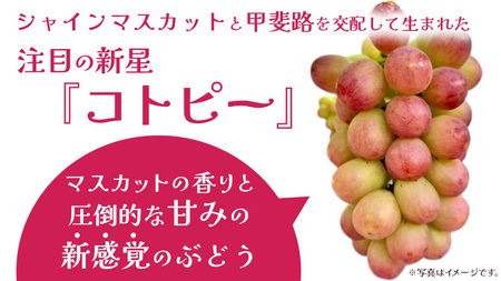 コトピー 2.5kg 【2026年8月下旬発送開始 】 (茨城県共通返礼品：大子町)
