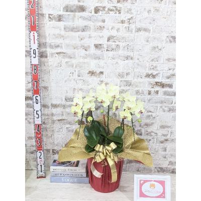 ふるさと納税 山口市 ☆金賞受賞☆希少!イエロー胡蝶蘭’日の出’小 ミディサイズ(3本立) C008 |  | 03