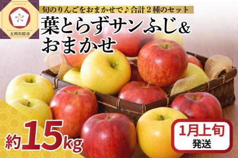 【2026年1月上旬発送】 りんご 15kg 詰め合わせ 計2種(葉とらず サンふじ と 他1種)