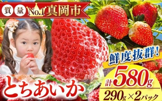 鮮度抜群 とちあいか 1箱 (290g×2) 580g  |  選べる 容量 1箱 日本一 産地 大粒 冬 味覚 いちご 苺 イチゴ ストロベリー 大きい  ハート 美味しい 果汁 ジューシー 甘い あまい 甘味 たっぷり 大容量 | 人気 レビュー 栃木県 真岡市 送料無料