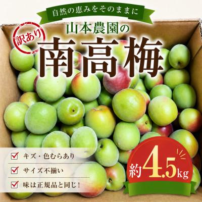 ふるさと納税 日高川町 和歌山県　紀州南高梅  訳あり(青梅)梅酒・梅ジュース用　約4.5kg