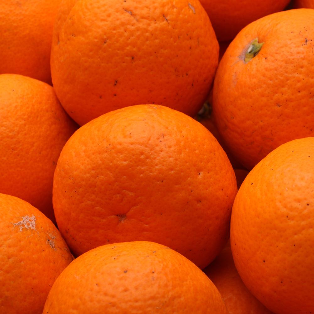 ［先行予約］家庭用 清見オレンジ2.5kg+250g（傷み補償分）［光センサー食頃出荷］［樹上完熟きよみオレンジ・清見タンゴール・清美］［わけあり・訳あり］［IKE144］