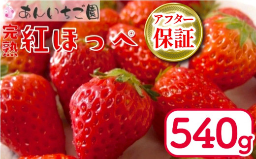 いちご 紅ほっぺ 2パック 540g ( 2026年 1月 発送開始 )  期間限定 人気 果物 フルーツ 新鮮 旬 冬 春 ケーキ ショートケーキ デザート ギフト 贈り物 贈答 イチゴ 苺 ストロベリー 徳島県 吉野川市 あんいちご園