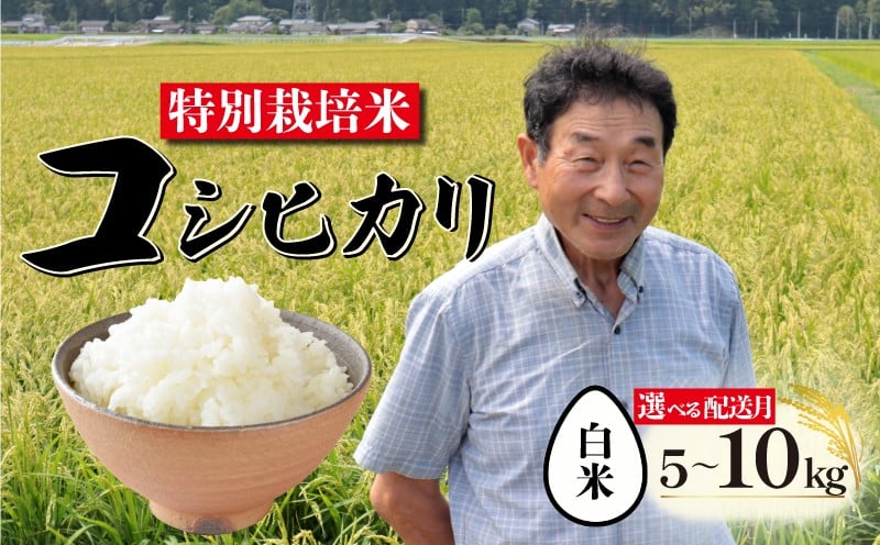 
            【先行予約】 特別栽培米 コシヒカリ 白米 選べる容量 ＆ 配送月 5kg 10kg 新潟 米 新潟県 こめ ご飯 ごはん おいしい こしひかり 新発田 新発田産 新潟産 朝食 昼食 夕飯 炊きたて 精米 success001P
          