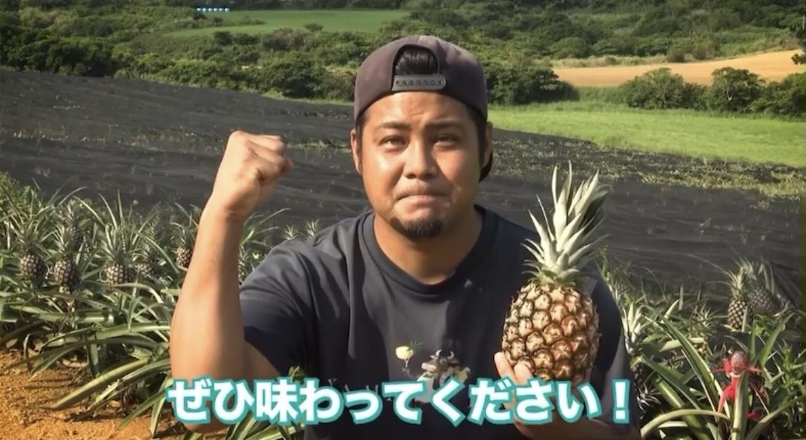 ＜先行予約＞ 農家直送！石垣島産 ピーチパイン 3個セット 約3kg ＜2026年3月下旬発送＞ | パイナップル パイン 沖縄県 石垣市 石垣島 南国 フルーツ 果物 季節限定 YE-001