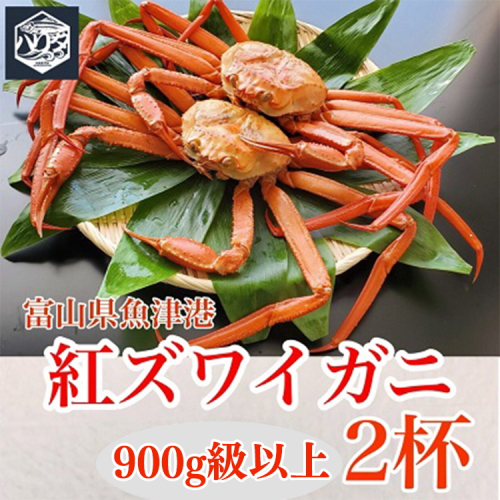 魚卸問屋のベニズワイガニ 900g級以上×2杯 ※2024年12月上旬～2025年5月下旬頃に順次発送予定 ※北海道・沖縄・離島への配送不可