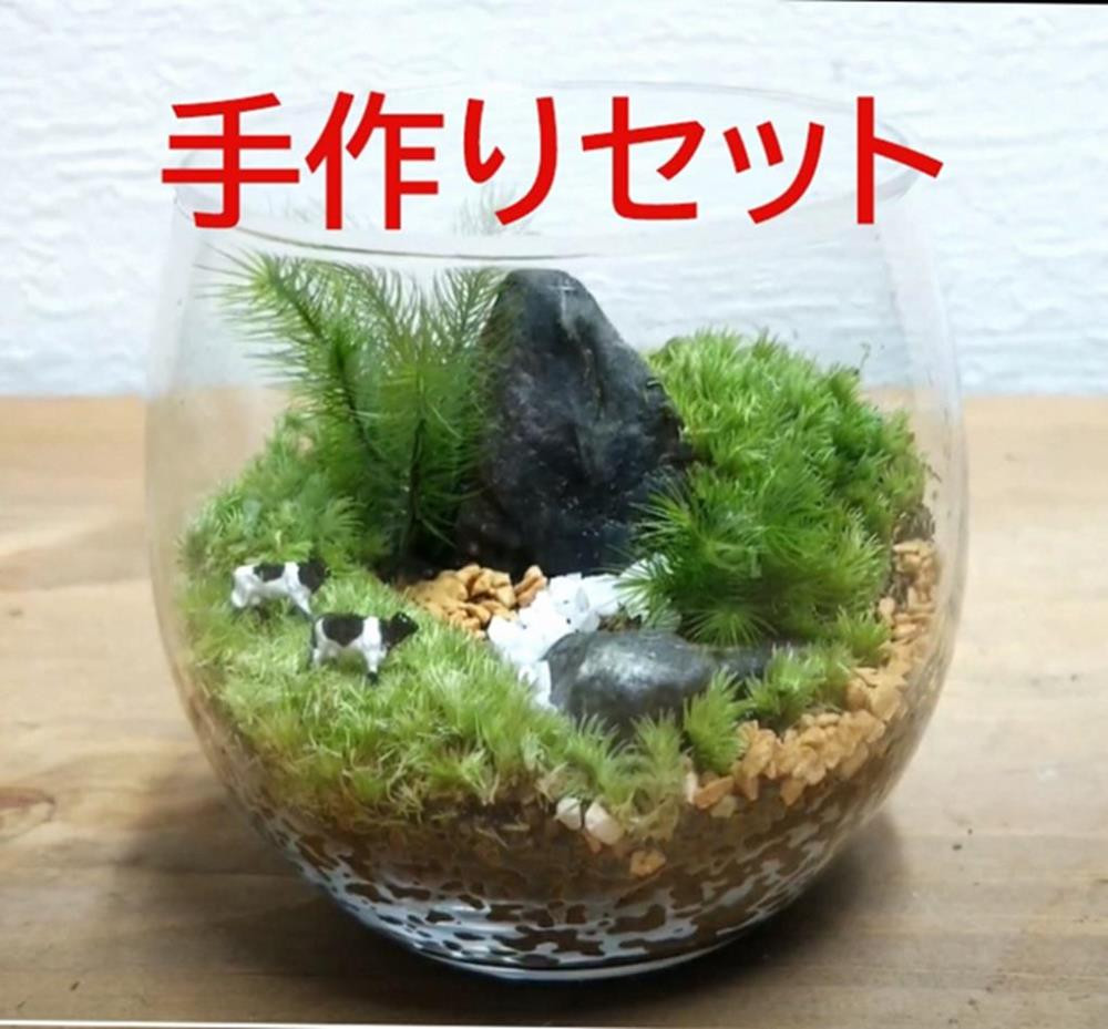 
            コケテラリウム手作りキット(径8×高さ8cm）〈コケ 苔 こけ 植物 初心者 インテリア 手作り セット キッド 雑貨 日用品〉 S1206
          