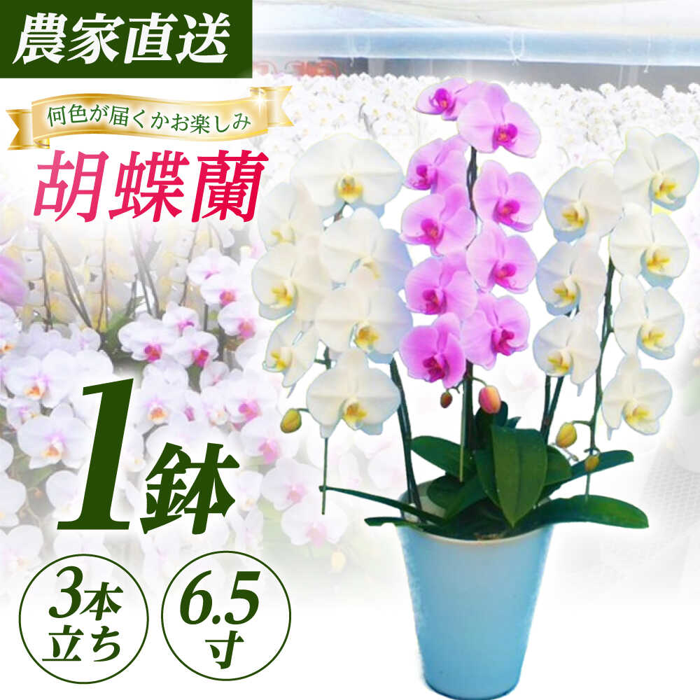 【ふるさと納税】【3本立ち6.5寸】生産農家直送！胡蝶蘭 1鉢【足柄金太郎洋蘭園】開成町 洋蘭 蘭 お花 生花 鉢花 鉢[BDAB008]