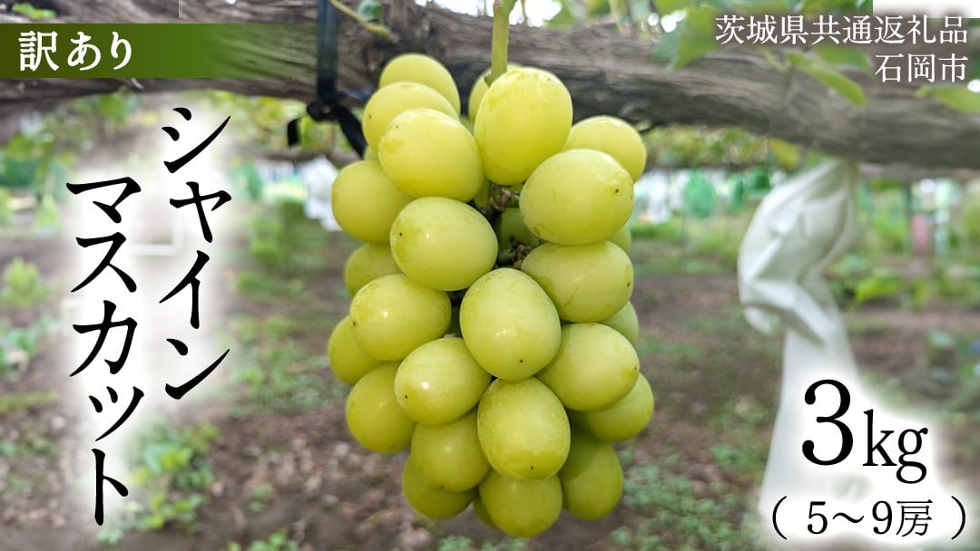 
            【訳あり】シャインマスカット 約3kg (茨城県共通返礼品 / 石岡市) ご家庭用 数量限定 フルーツ 果物 マスカット ぶどう 葡萄 ブドウ 旬 国産 産地直送 [FB017sa]
          