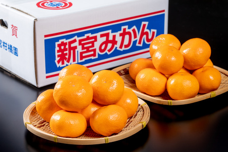  新宮みかん園 完熟早生みかん（S～L）５kg みかん ミカン 蜜柑 温州みかん 完熟みかん 甘熟 柑橘 早生 国産 佐賀県産 太良町 L54