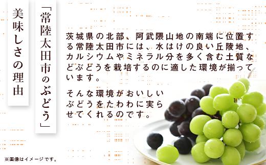 ぶどう 子ども 人気 BKシードレス 種なし 葡萄 グレープ 農家直送 新規就農 葡萄 ぶどう