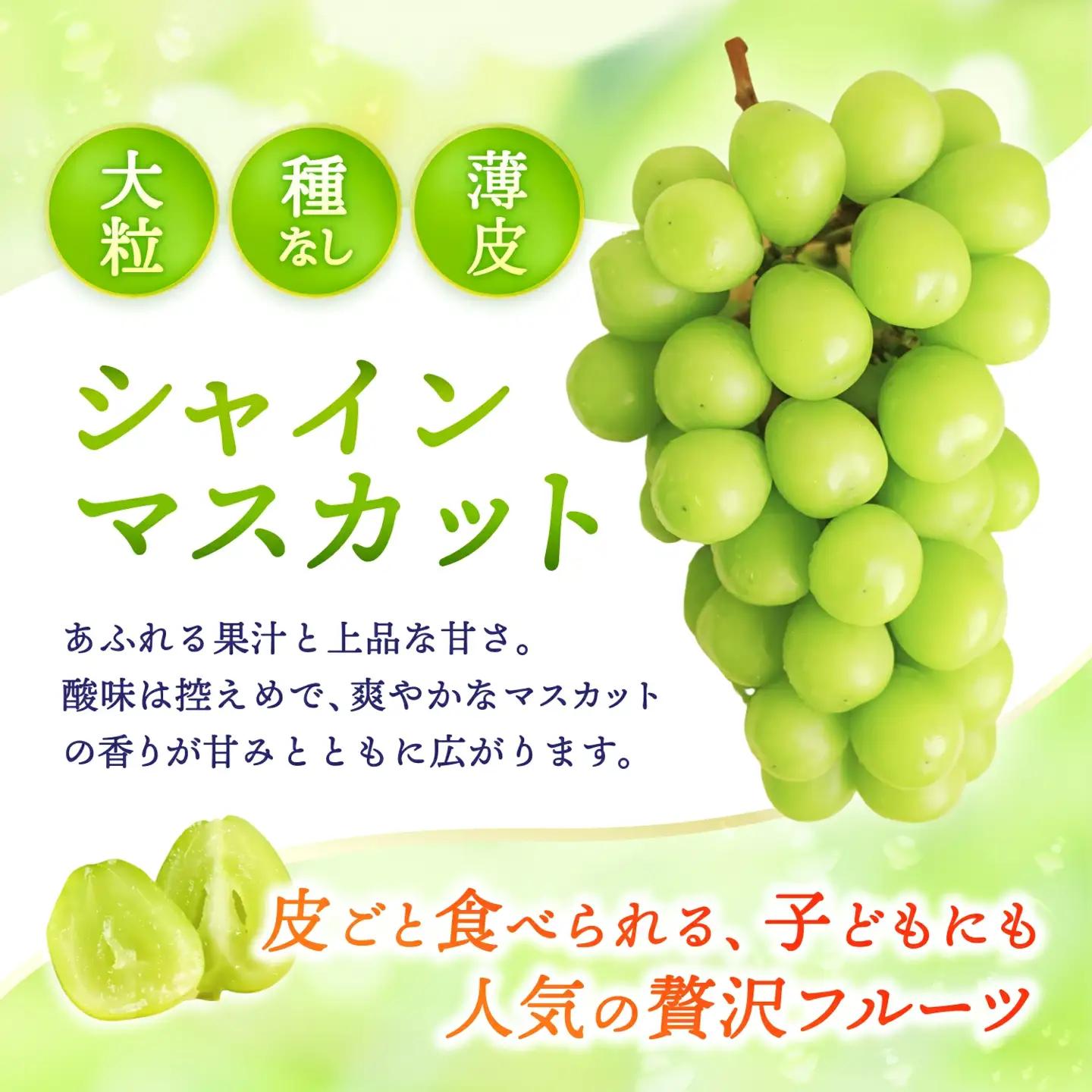 【2026年先行予約】 ご家庭用 Lino＆Kai Farmのシャインマスカット 1房 （約800g）化粧箱入 ぶどう 岡山 真庭市 シャインマスカット 【linokai007-02】