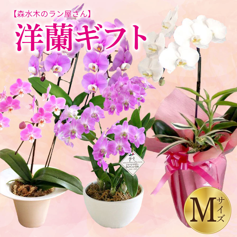 【ふるさと納税】 洋蘭 ギフトM 鉢花 (高さ40〜60cm) 森水木のラン屋さん プロが選んでお届け 胡蝶蘭 フラワーギフト お祝い 誕生日 鉢植え 花 贈り物 ギフト 蘭 ラン 九州 熊本県 送料無料