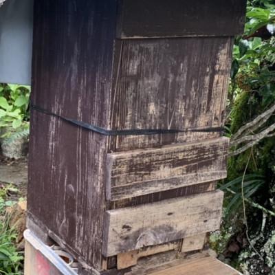 ふるさと納税 早川町 早川町産 日本ミツバチ100%純粋はちみつ200g |  | 03