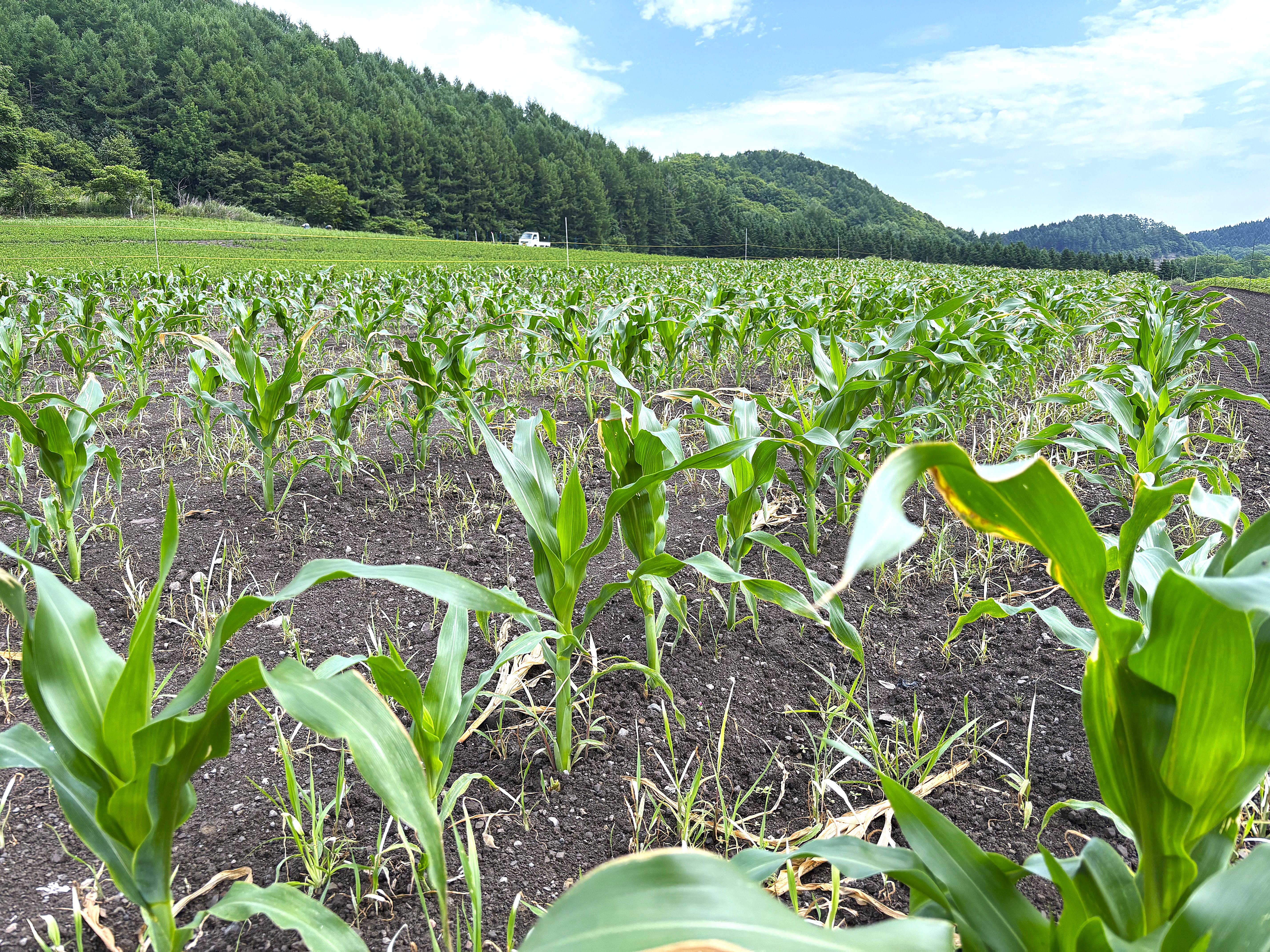 
            【先行予約】9月発送予定 ファーム瀨川（滝上町）のおいしい「とうきび」（品種:ゴールドラッシュ）
          