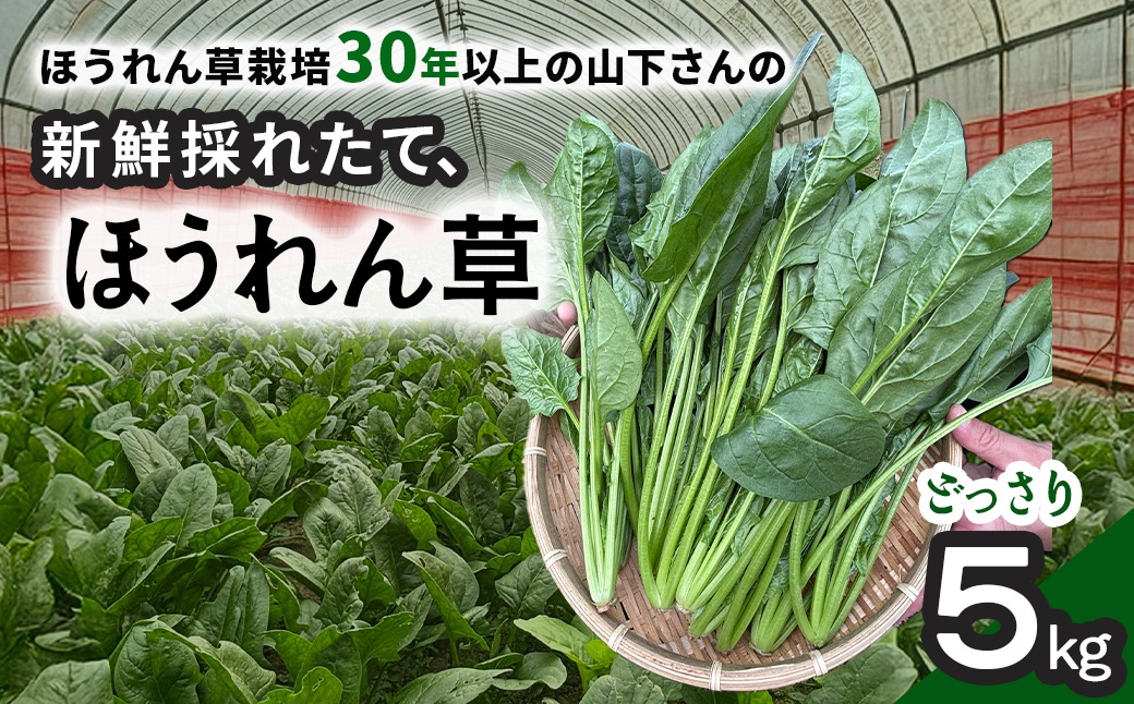 【11月上旬～３月下旬発送】ほうれん草栽培30年以上の山下さんの新鮮採れたて、ほうれん草！ どっさり 5kg     SMCX001