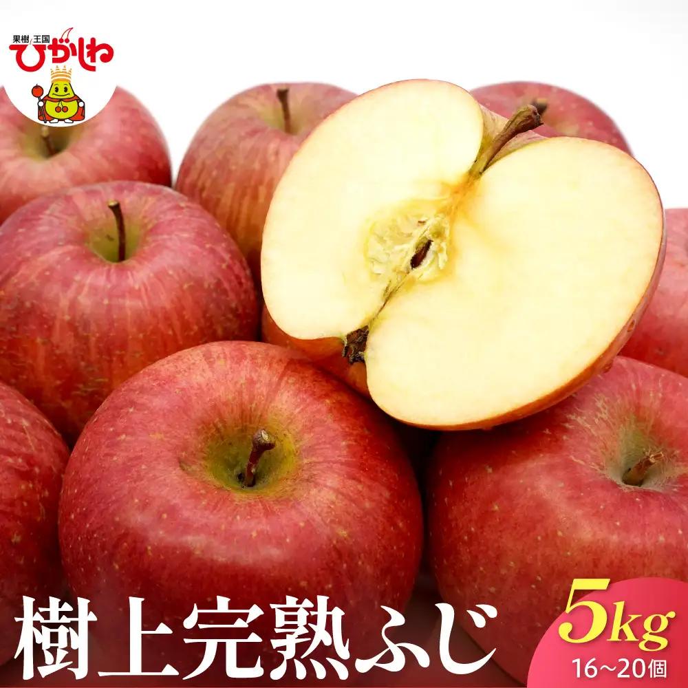 2026年産 樹上完熟ふじりんご 赤秀 5kg（16-20個）りんご