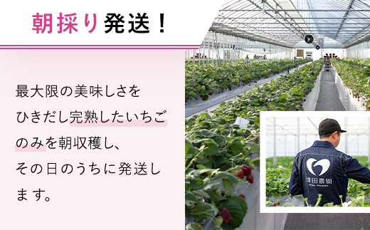 【2026年2月から順次発送】 魅惑の黒いちご「真紅の美鈴」1箱 ふるさと納税 いちごイチゴ 苺 真紅の美鈴 黒いちご 黒イチゴ しんくのみすず 甘い 完熟 魅惑 赤 深紅 ワイン色 朝収穫 新鮮 美
