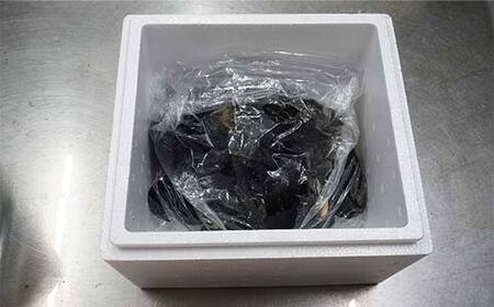 三陸山田産 活ムール貝 1kg ムール貝
