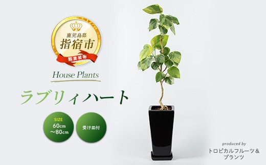 
                  2026年9月上旬～発送【観葉植物】ラブリィハート60cm～80cm【農林水産省 品種登録】(T&P/IB057-008) 観葉 植物 インテリア 鉢植え 鉢植 グリーン 自然 ナチュラル 美しい 清涼感 園芸 室内 オフィス リラックス おしゃれ 鹿児島 指宿 いぶすき インテリアグリーン ラブリィハート 風水【配送不可地域：北海道・沖縄県・離島】
                