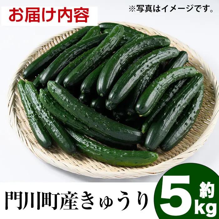 宮崎県産きゅうり(5kg)野菜 冷蔵 【NS-1】【中澤農園】