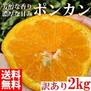 【ふるさと納税】ぽんかん ポンカン 1500g 訳あり 産地直送 オレンジ フルーツ 果物