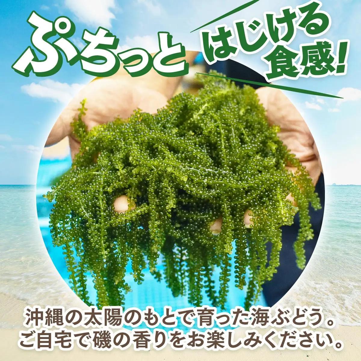 海ぶどう　250g× 1 パック（ご自宅用）