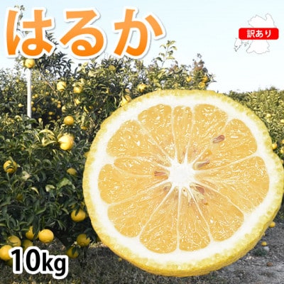 訳ありはるか みかん 10kg【2026年1月下旬から2026年4月下旬発送予定】(宇城市)【1640750】