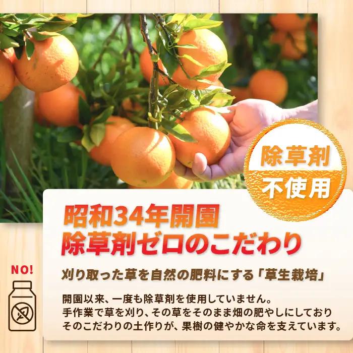 ジャム みかん農家 手作り 3個 セット ジャム IB043-013