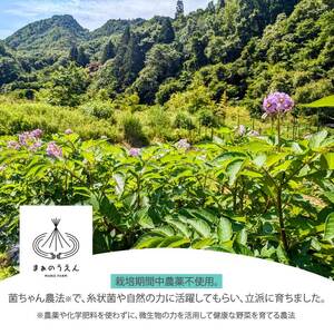 じゃがいも2種食べ比べセット5kg　(アンデスレッド・デジマ　各2.5kg) 野菜 やさい ジャガイモ いも 根菜 ポテト お芋 ジャガ芋 農家直送 産地直送 国産 157004