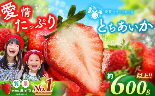 【2月発送】いちご王国の愛され苺 とちあいか 300ｇ以上2パック（平パック）｜2026年 先行予約  2月 苺 いちご イチゴ ストロベリー strawberry 厳選 手作り 特産品 美味しい おいしい 旨い 美味い 人気 旬 新鮮 栃木県 真岡市 送料無料