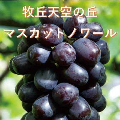 【2026年発送】10月中旬発送「牧丘天空の丘マスカットノワール」約1kg(2～3房)【配送不可地域：離島】