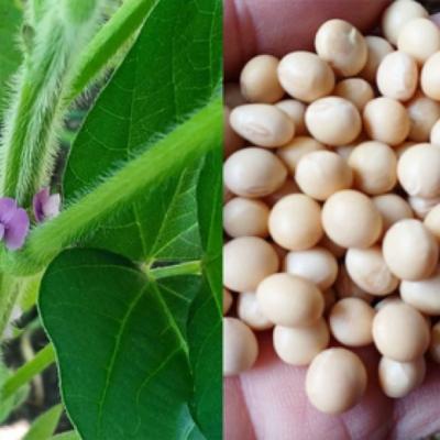 ふるさと納税 小郡市 濃口醤油 900ml×2本 無添加 丸大豆 栽培期間中農薬・化学肥料不使用[No5354-0397] |  | 02