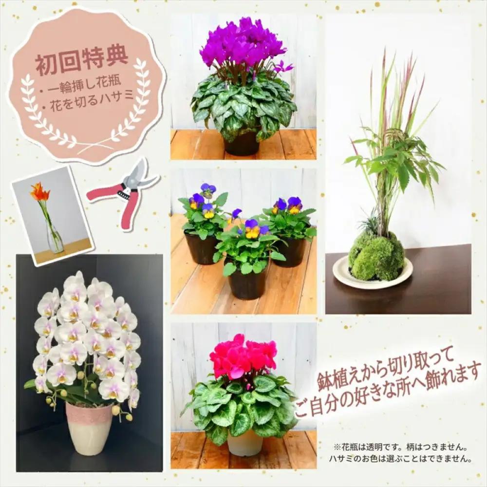 【定期便年6回　季節の花鉢】農林水産大臣賞を受賞したフローリストがアレンジする 季節を知らせる花鉢【 花 お花 神奈川県 小田原市 お花】